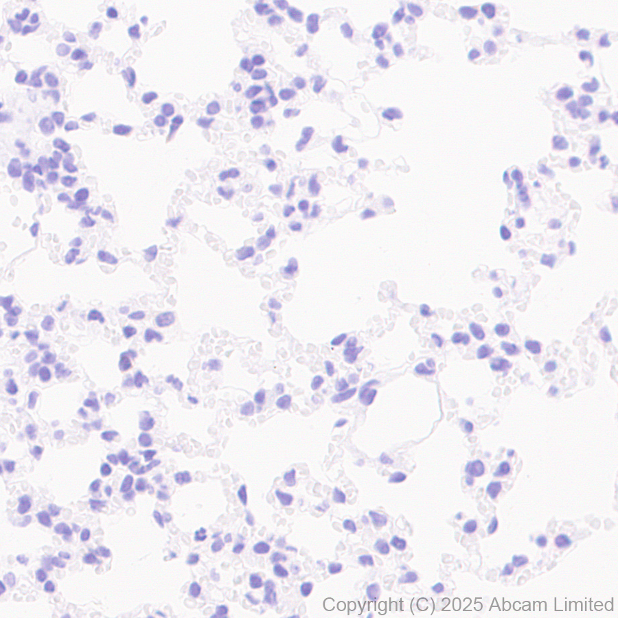 Immunohistochemistry (Formalin/PFA-fixed paraffin-embedded sections) - Anti-PACSIN1 antibody [EPR29589-587] (AB323573), expandable thumbnail