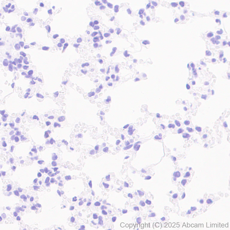 Immunohistochemistry (Formalin/PFA-fixed paraffin-embedded sections) - Anti-PACSIN1 antibody [EPR29589-587] (AB323573)