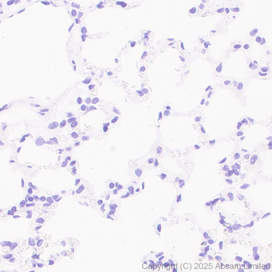 Immunohistochemistry (Formalin/PFA-fixed paraffin-embedded sections) - Anti-PACSIN1 antibody [EPR29589-587] (AB323573), expandable thumbnail