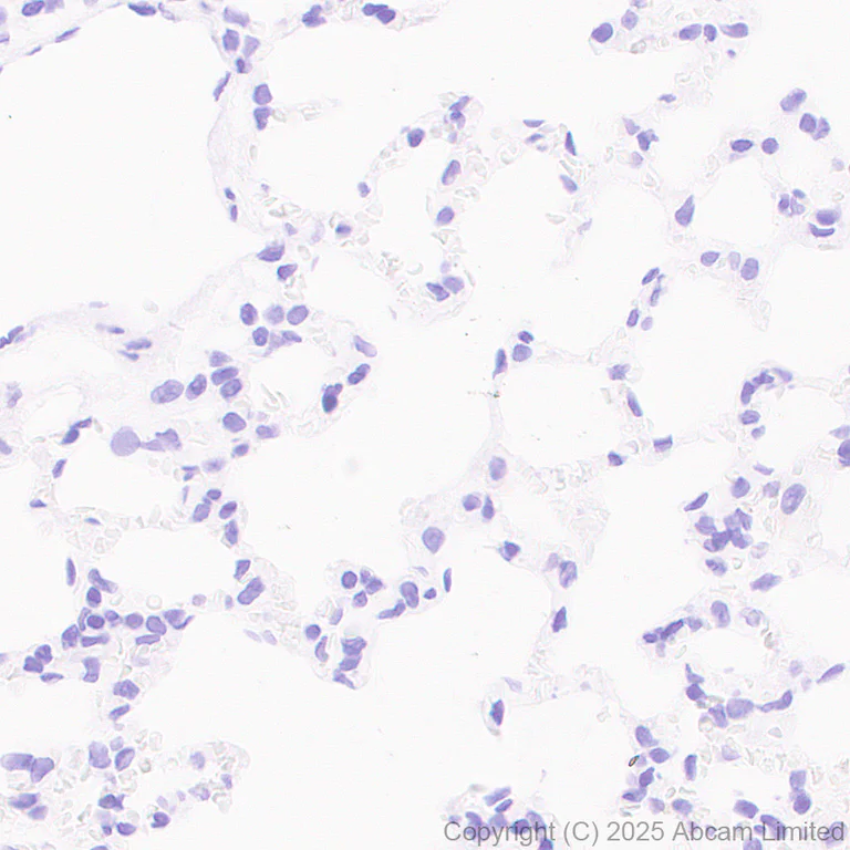 Immunohistochemistry (Formalin/PFA-fixed paraffin-embedded sections) - Anti-PACSIN1 antibody [EPR29589-587] (AB323573)