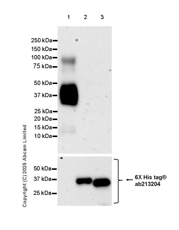 Western blot - Anti-PACSIN1 antibody [EPR29589-587] (AB323573)