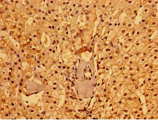 Immunohistochemistry (Formalin/PFA-fixed paraffin-embedded sections) - Anti-PACSIN3 antibody (AB235095), expandable thumbnail