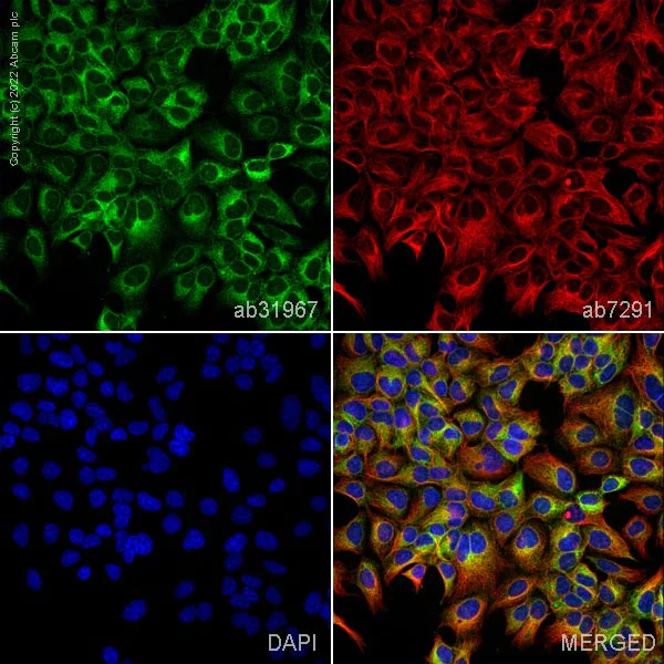 Immunocytochemistry/ Immunofluorescence - Anti-PACT (PKR activating protein) / PRKRA antibody (AB31967)
