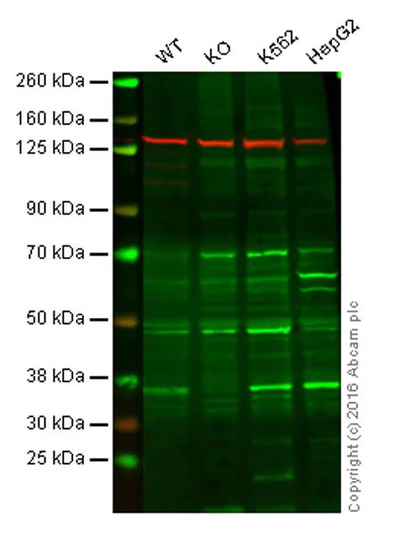 Western blot - Anti-PACT (PKR activating protein) / PRKRA antibody (AB31967)