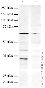 Western blot - Anti-PACT (PKR activating protein) / PRKRA antibody (AB31967)