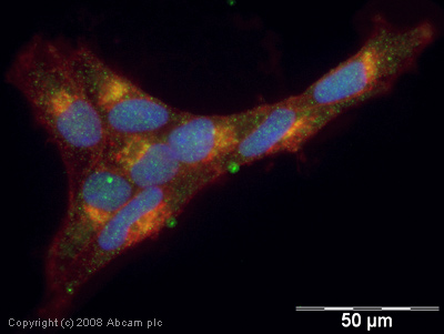 Immunocytochemistry/ Immunofluorescence - Anti-PADI2 / PAD2 antibody (AB16478)