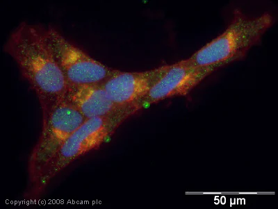 Immunocytochemistry/ Immunofluorescence - Anti-PADI2 / PAD2 antibody (AB16478)
