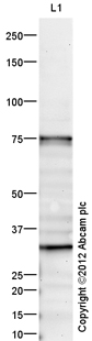 Western blot - Anti-PADI2 / PAD2 antibody (AB16478)