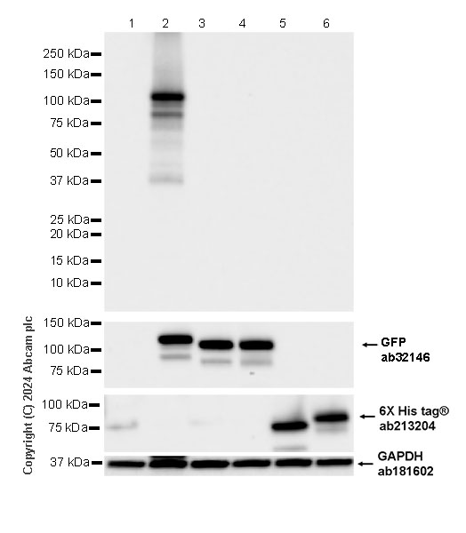 Western blot - Anti-PADI2 / PAD2 antibody [EPR26940-85] (AB322197), expandable thumbnail