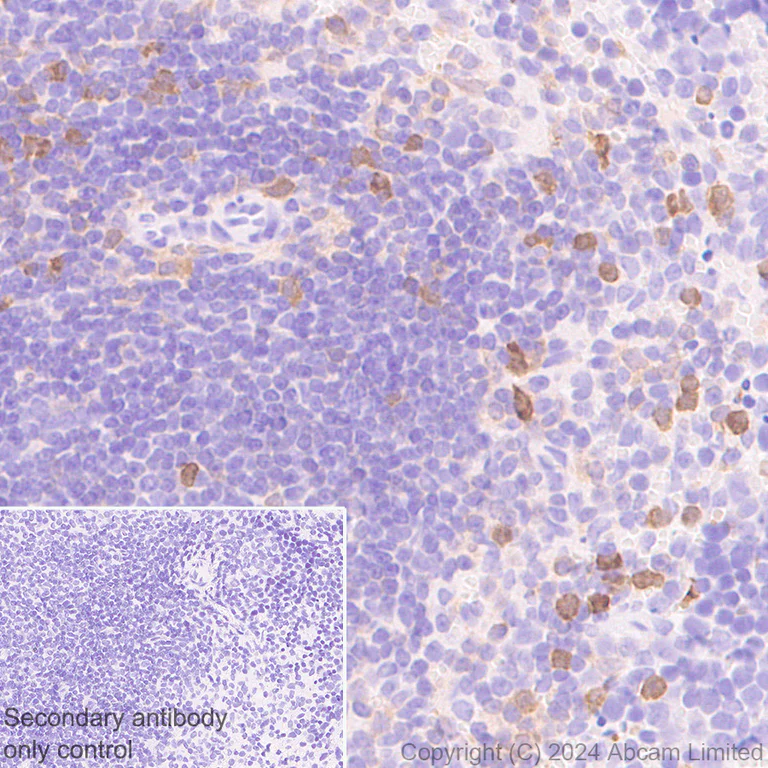 Immunohistochemistry (Formalin/PFA-fixed paraffin-embedded sections) - Anti-PADI2 / PAD2 antibody [EPR26940-85] - BSA and Azide free (AB324780)