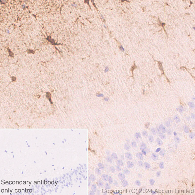 Immunohistochemistry (Formalin/PFA-fixed paraffin-embedded sections) - Anti-PADI2 / PAD2 antibody [EPR26940-85] - BSA and Azide free (AB324780)