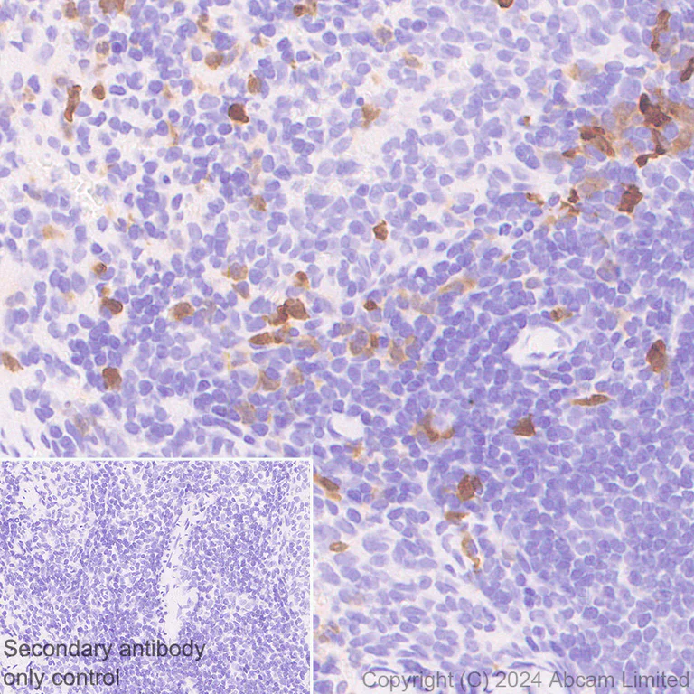Immunohistochemistry (Formalin/PFA-fixed paraffin-embedded sections) - Anti-PADI2 / PAD2 antibody [EPR26940-85] - BSA and Azide free (AB324780)