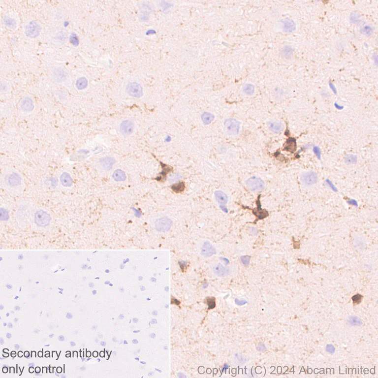 Immunohistochemistry (Formalin/PFA-fixed paraffin-embedded sections) - Anti-PADI2 / PAD2 antibody [EPR26940-85] - BSA and Azide free (AB324780)