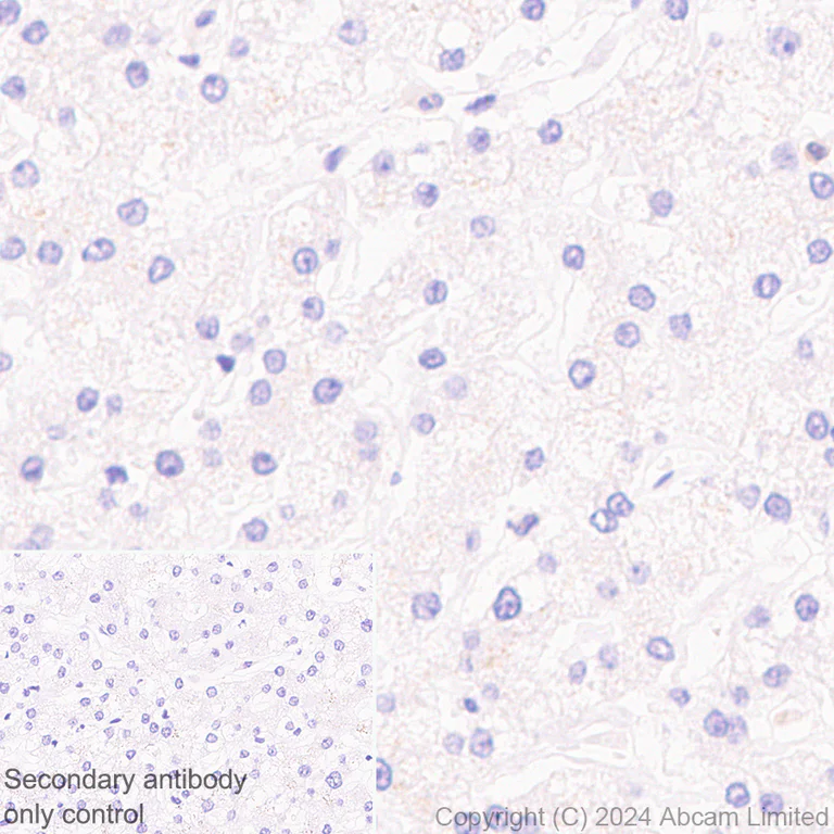 Immunohistochemistry (Formalin/PFA-fixed paraffin-embedded sections) - Anti-PADI2 / PAD2 antibody [EPR26940-85] - BSA and Azide free (AB324780)