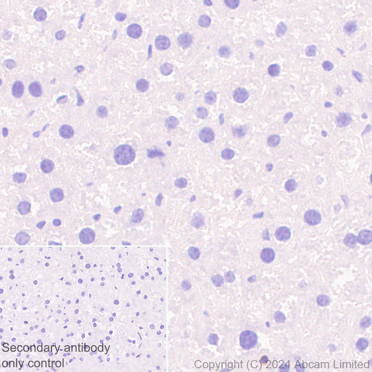 Immunohistochemistry (Formalin/PFA-fixed paraffin-embedded sections) - Anti-PADI2 / PAD2 antibody [EPR26940-85] - BSA and Azide free (AB324780)
