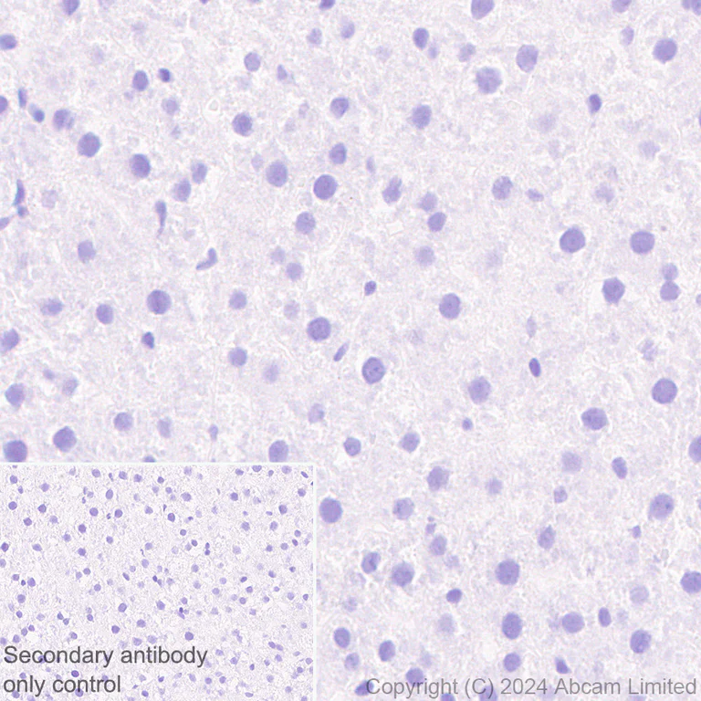 Immunohistochemistry (Formalin/PFA-fixed paraffin-embedded sections) - Anti-PADI2 / PAD2 antibody [EPR26940-85] - BSA and Azide free (AB324780)