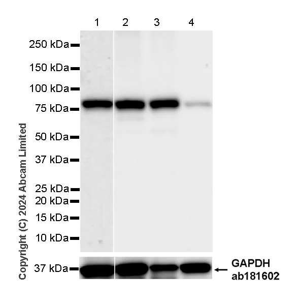 Western blot - Anti-PADI2 / PAD2 antibody [EPR26940-85] - BSA and Azide free (AB324780)
