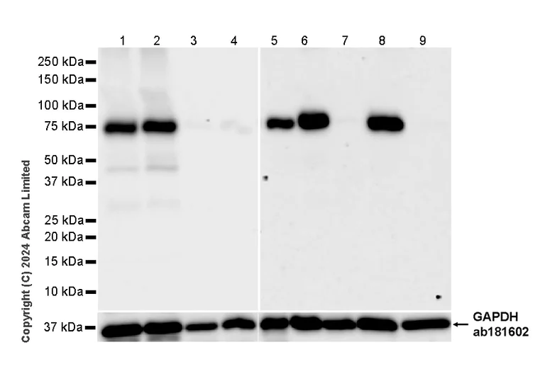 Western blot - Anti-PADI2 / PAD2 antibody [EPR26940-85] - BSA and Azide free (AB324780)