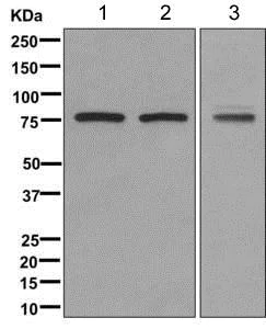 Western blot - Anti-PADI3 / PAD3 antibody [EPR12165(B)] - BSA and Azide free (AB187138)