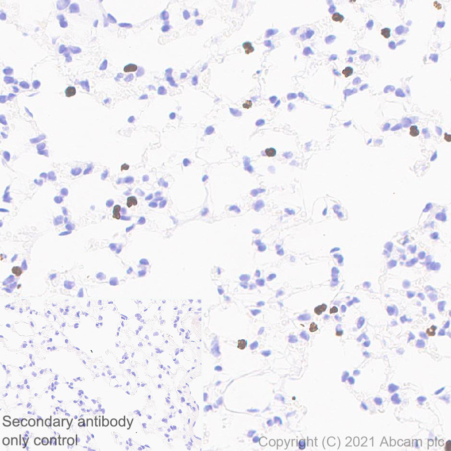 Immunohistochemistry (Formalin/PFA-fixed paraffin-embedded sections) - Anti-PADI4 / PAD4 antibody [EPR20706] - BSA and Azide free (AB227891), expandable thumbnail