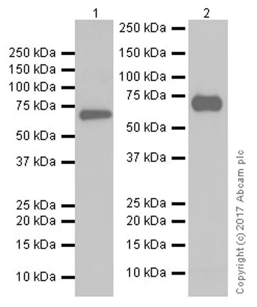 Western blot - Anti-PADI4 / PAD4 antibody [EPR20706] - BSA and Azide free (AB227891)