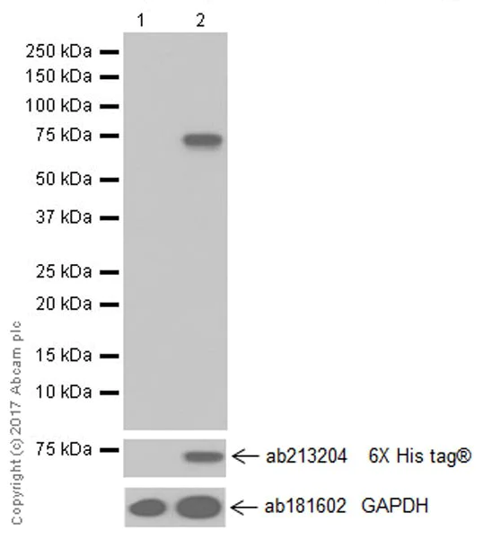 Western blot - Anti-PADI4 / PAD4 antibody [EPR20706] - BSA and Azide free (AB227891)