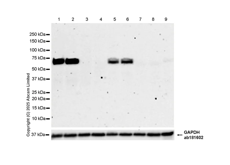 Western blot - Anti-PADI4 / PAD4 antibody [EPR20706] - BSA and Azide free (AB227891)