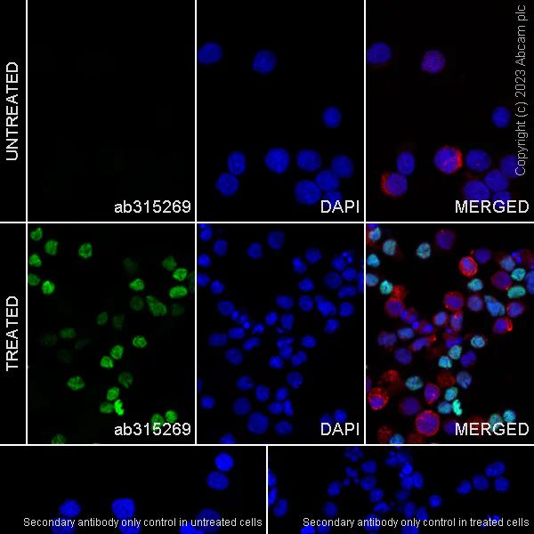 Immunocytochemistry/ Immunofluorescence - Anti-PADI4 / PAD4 antibody [EPR26687-49] - BSA and Azide free (AB315270)