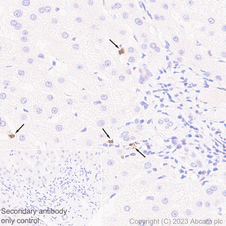 Immunohistochemistry (Formalin/PFA-fixed paraffin-embedded sections) - Anti-PADI4 / PAD4 antibody [EPR26687-49] - BSA and Azide free (AB315270)