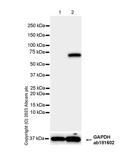 Western blot - Anti-PADI4 / PAD4 antibody [EPR26687-49] - BSA and Azide free (AB315270)