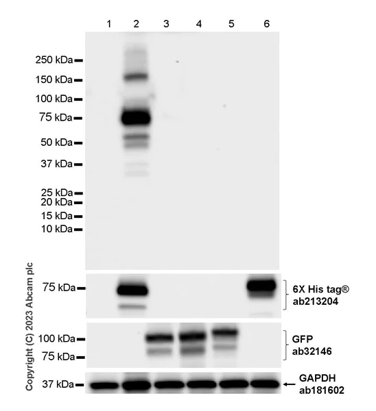 Western blot - Anti-PADI4 / PAD4 antibody [EPR26687-49] - BSA and Azide free (AB315270)