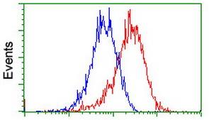 Flow Cytometry (Intracellular) - Anti-PADI4 / PAD4 antibody [OTI4H5] (AB128086), expandable thumbnail