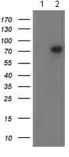 Western blot - Anti-PADI4 / PAD4 antibody [OTI4H5] (AB128086)