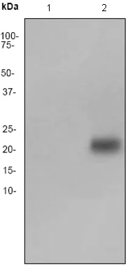 Western blot - Anti-PAEP/Glycodelin antibody [EP870Y] - BSA and Azide free (AB232406)