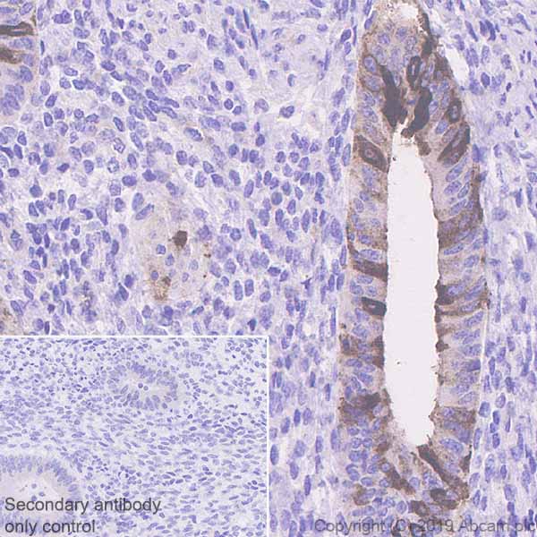 Immunohistochemistry (Formalin/PFA-fixed paraffin-embedded sections) - Anti-PAEP/Glycodelin antibody [EPR23251-87] (AB270454), expandable thumbnail