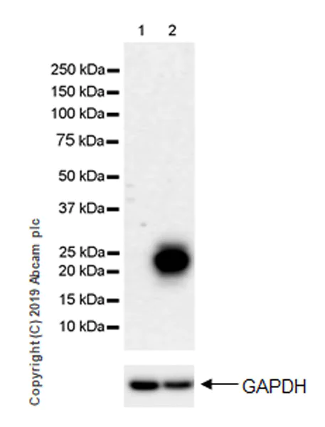 Western blot - Anti-PAEP/Glycodelin antibody [EPR23251-87] (AB270454)