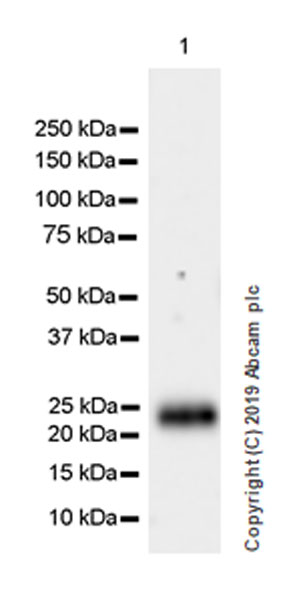 Western blot - Anti-PAEP/Glycodelin antibody [EPR23251-87] (AB270454), expandable thumbnail