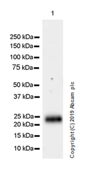 Western blot - Anti-PAEP/Glycodelin antibody [EPR23251-87] (AB270454)