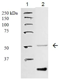 Western blot - Anti-PAF-R antibody (AB104162)