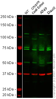 Western blot - Anti-PAF1/PD2 antibody (AB137519)