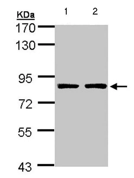 Western blot - Anti-PAF1/PD2 antibody (AB137519)