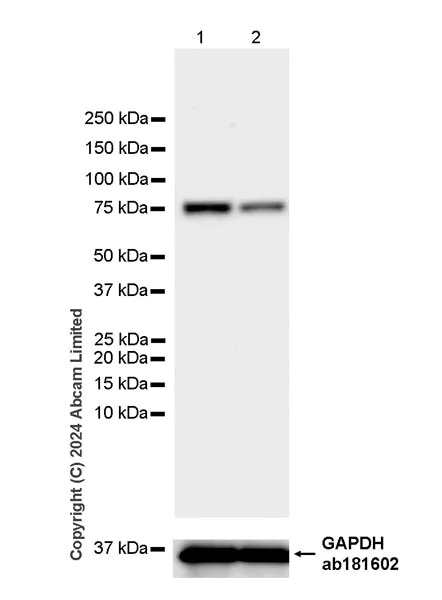Western blot - Anti-PAF1/PD2 antibody [EPR28921-94] (AB320825)
