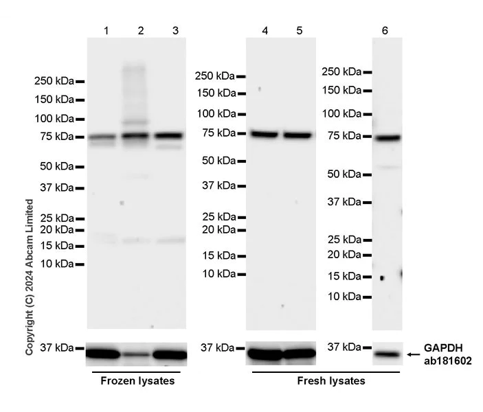 Western blot - Anti-PAF1/PD2 antibody [EPR28921-94] (AB320825)