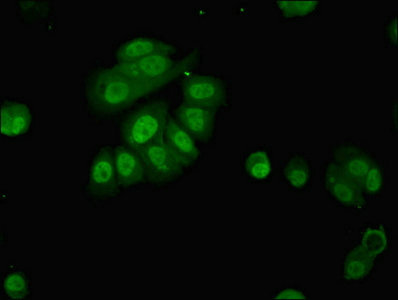 Immunocytochemistry/ Immunofluorescence - Anti-PAFAH1B2 antibody (AB238828)