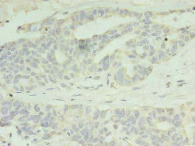 Immunohistochemistry (Formalin/PFA-fixed paraffin-embedded sections) - Anti-PAFAH1B2 antibody (AB238828)