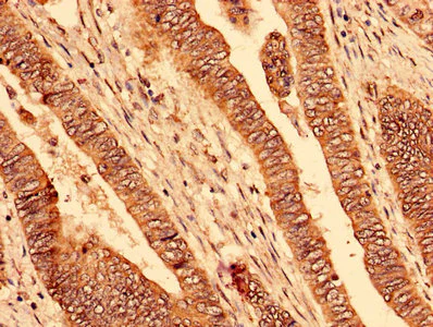 Immunohistochemistry (Formalin/PFA-fixed paraffin-embedded sections) - Anti-PAFAH1B2 antibody (AB238828)