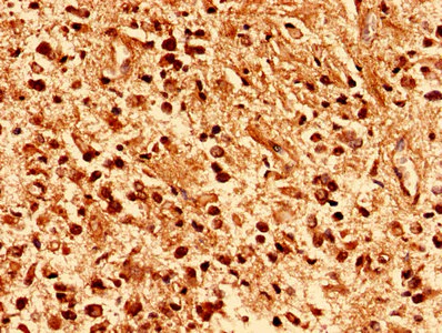 Immunohistochemistry (Formalin/PFA-fixed paraffin-embedded sections) - Anti-PAFAH1B2 antibody (AB238828)