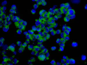 Immunocytochemistry/ Immunofluorescence - Anti-PAFAH1B2 antibody [EPR11250] - BSA and Azide free (AB249342)