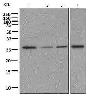 Western blot - Anti-PAFAH1B2 antibody [EPR11250] - BSA and Azide free (AB249342)