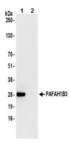 Immunoprecipitation - Anti-PAFAH1B3 antibody (AB241288)